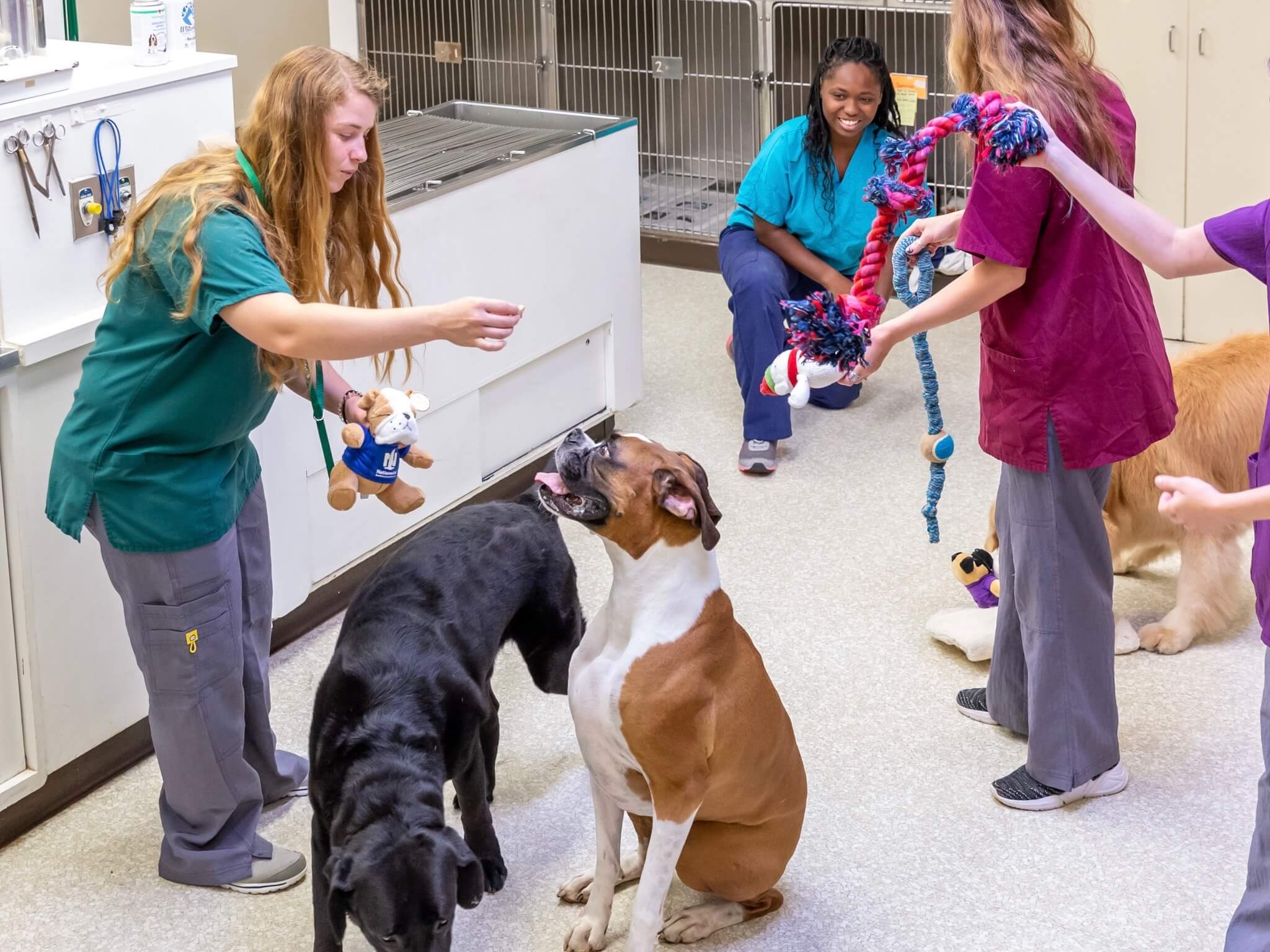 What is the Point of Pet Boarding?