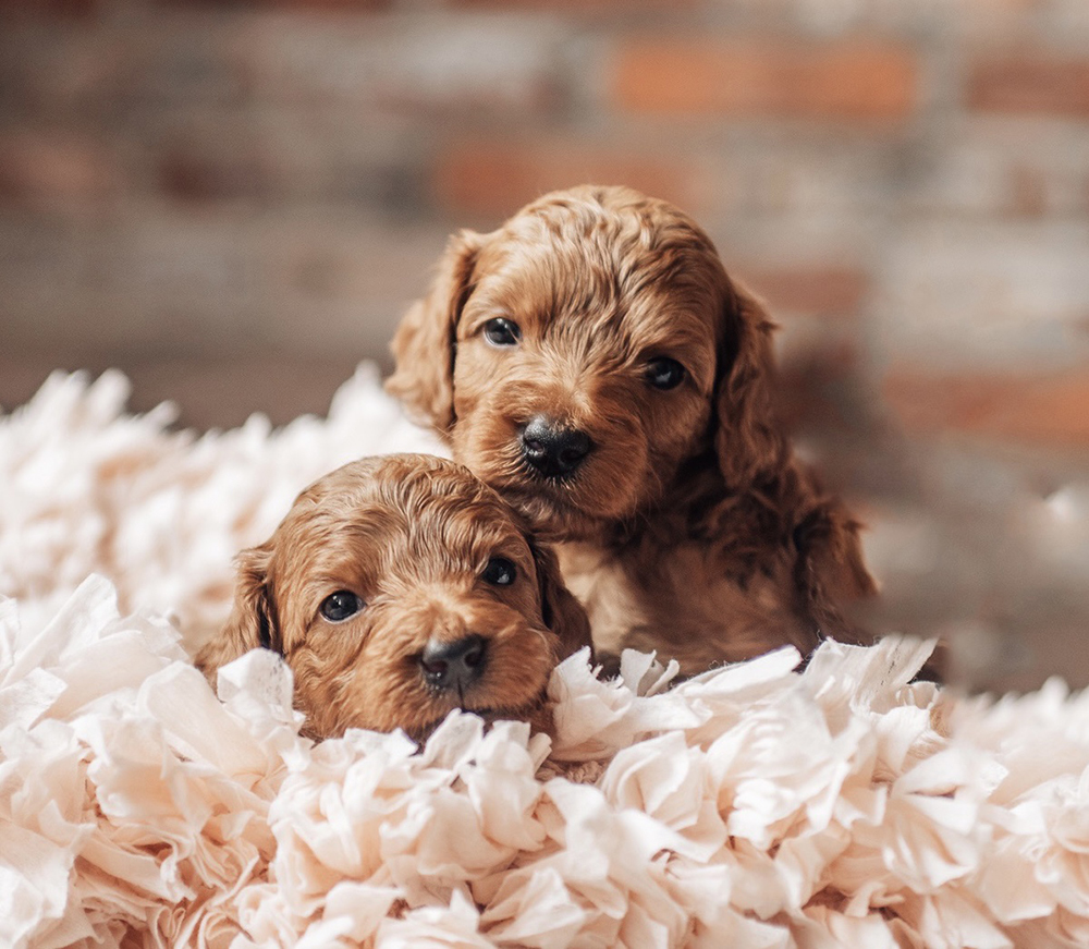 Are Mini Goldendoodles Healthy?